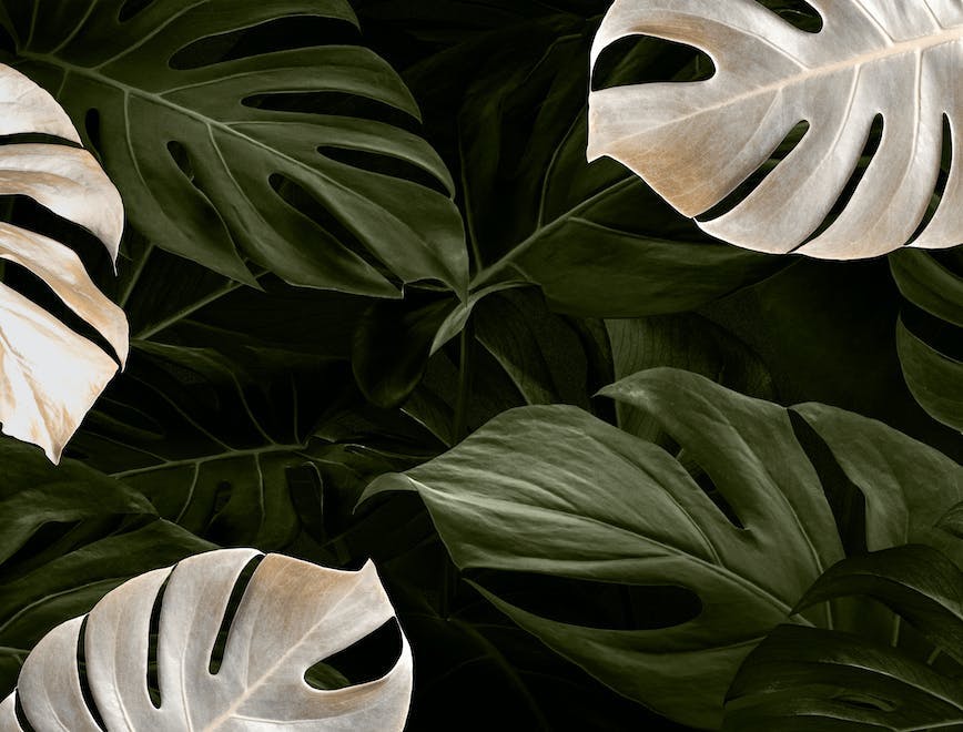 background background design banner black blank space botanic botanical botanical frame botany copy space dark decorate decoration decorative deliciosa design design element design space evergreen floral gold gold leaf graphic green illustration leaf leafy monstera monstera delicosa monstera frame natural natural background nature background newsletter split leaf split leaf philodendron spring swiss cheese plant text space tropical white leaves plant flower blossom acanthaceae