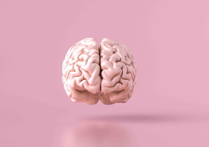 frontal,small,instructions,medical,education,functions,reasoning,lobes,allocortex,executive,white,hemispheres,brainstem,model,temporal,cortex,biology,large,shape,neocortex,intelligence,planning,left,science,detail,parietal,cerebral,organ,motor,pink,anatomy,idea,isolated,self-control,matter,cerebellum,cerebrum,central,decisions,spinal cord,human,occipital,mind,right,brain,genius,nervous system,sensory,information