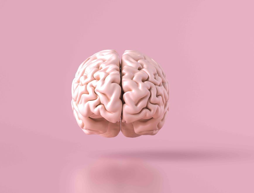 frontal,small,instructions,medical,education,functions,reasoning,lobes,allocortex,executive,white,hemispheres,brainstem,model,temporal,cortex,biology,large,shape,neocortex,intelligence,planning,left,science,detail,parietal,cerebral,organ,motor,pink,anatomy,idea,isolated,self-control,matter,cerebellum,cerebrum,central,decisions,spinal cord,human,occipital,mind,right,brain,genius,nervous system,sensory,information